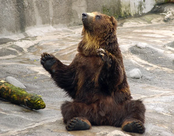 Japonské medvěd hnědý - higuma Stock Snímky