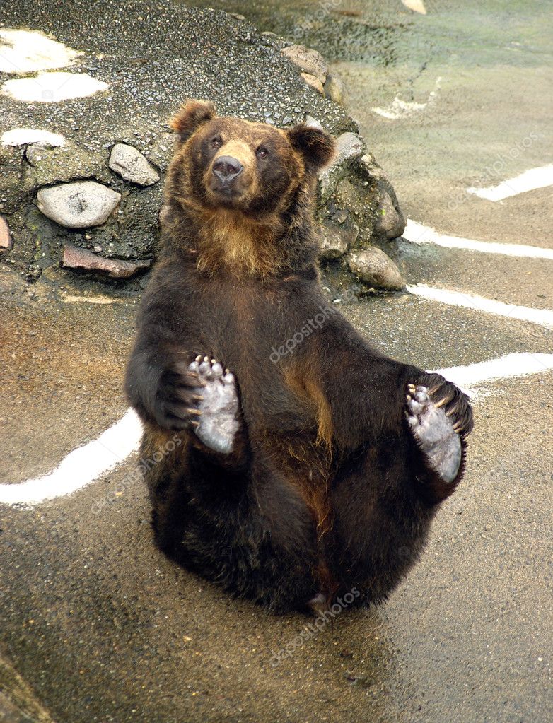 Japanese Brown bear - higuma Stock Photo by ©redtc 5816134