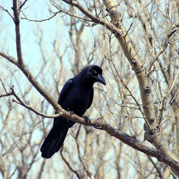 黑乌鸦 — 图库照片