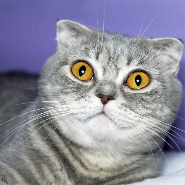 Gato escocês lop-eared — Fotografia de Stock