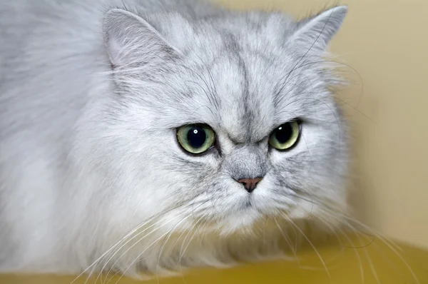 Perzsa macska — Stock Fotó
