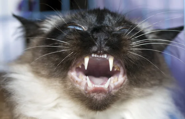 Mouth of Thai cat — Stock Photo, Image