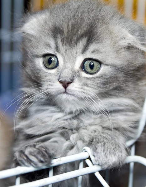 Kitten Scottish — Stock Photo, Image