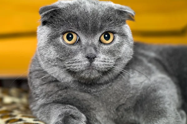 Cat grey Scottish lop-eared — Stock Photo, Image
