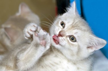 Amusing kitten clipart