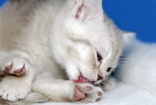 Yavru kedi pençe yalıyor — Stok fotoğraf