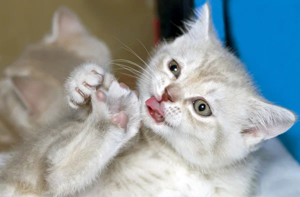 Amusing kitten — Stock Photo, Image