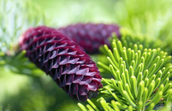 stock image Pinecone close up