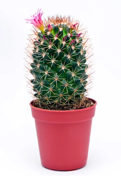Kaktus v hrnci izolovaném — Stock fotografie