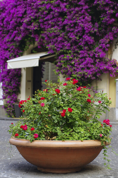 Vase with rose bushes on the street of Rome. Italy