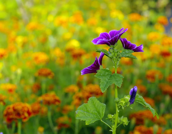 Kwiat na tło zamazane pole — Zdjęcie stockowe
