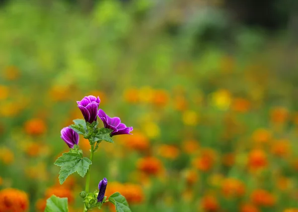 bokeh bulanıklık Menekşe çiçek