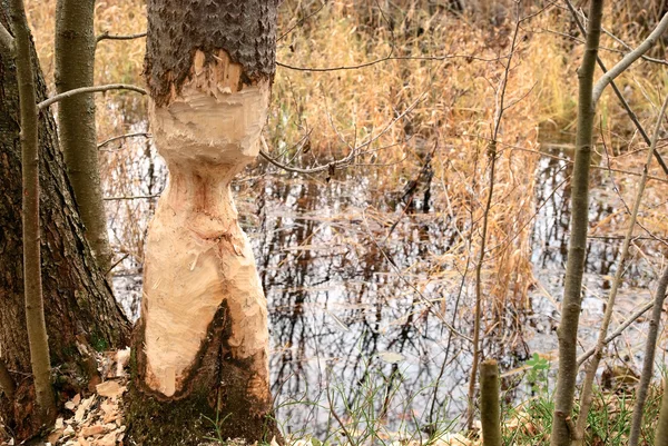 Thinged, bited strom od bobra. — Stock fotografie