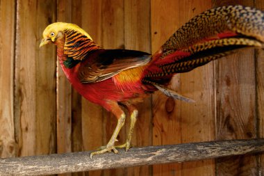 The attractive pheasant at set sail clipart