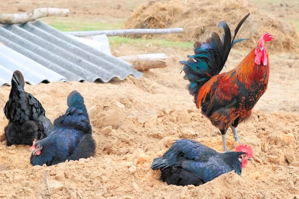 Beato e pollame nel villaggio — Foto Stock