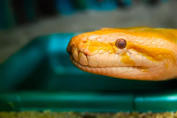 stock image Yellow python in terrarium