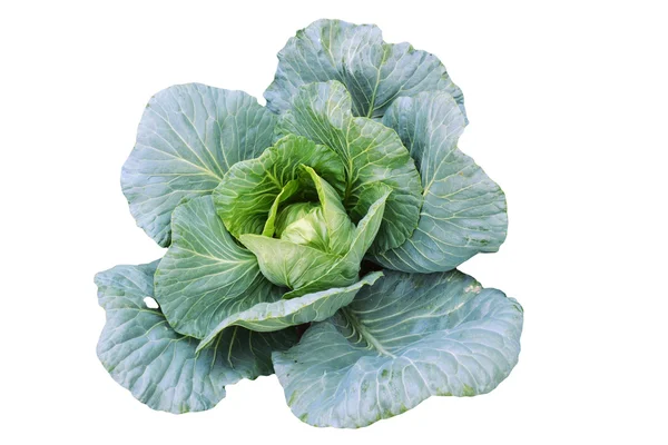 stock image Cabbage isolated