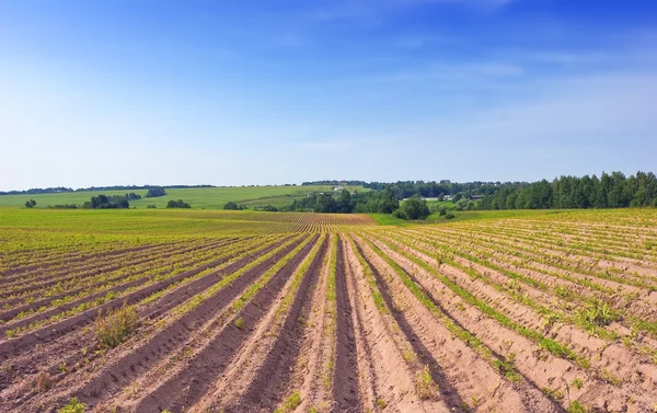 stock image Agricultural field leaving for the horizon.