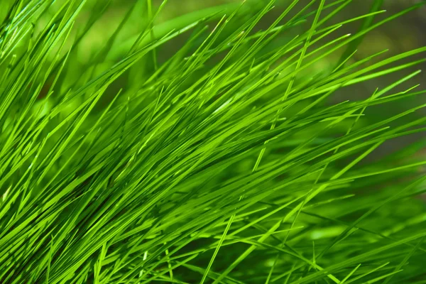 Groene gras is goed deze zomer op mijn gazon — Stockfoto