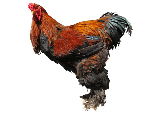 stock image Cockerel