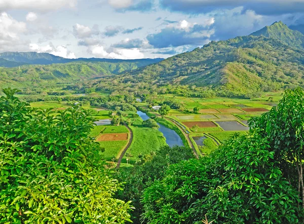 Valle de Hanalei en Kauai —  Fotos de Stock