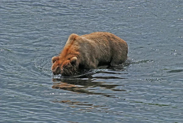 Grizzly op zoek naar vis in de fraser river — Stockfoto