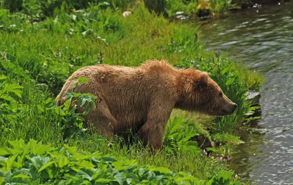 Grizzly snuiven van de lucht — Stockfoto
