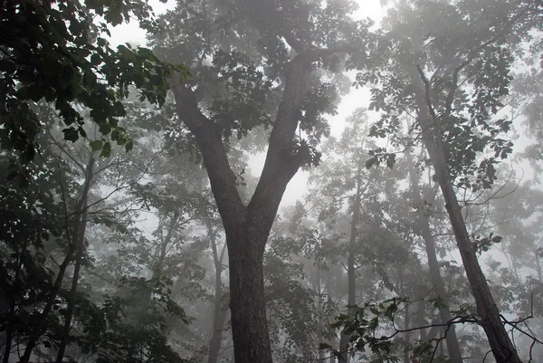 산속의 숲 속의 안개 — 스톡 사진