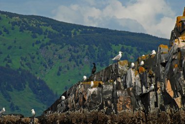 Birds on a nesting island clipart