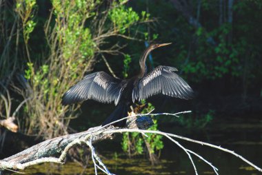 An Anhinga in the Bayou clipart