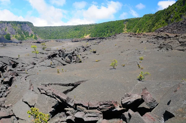Kilauea iki krater flor — Stok fotoğraf