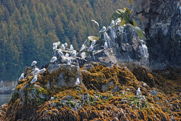 Gaviotas en una roca costera — Foto de Stock