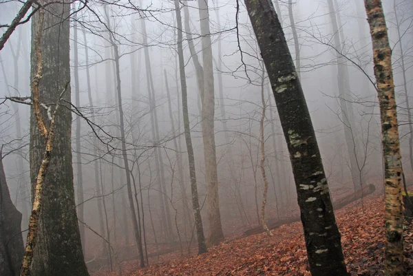 Ранковий туман в гірничо-лісовій — стокове фото