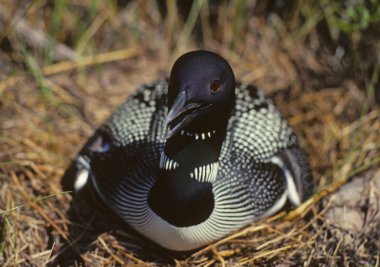 Loon defending its nest clipart