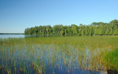 Marsh Grass in the Quetico