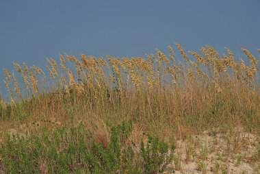 Dış Bankalar Beach çim