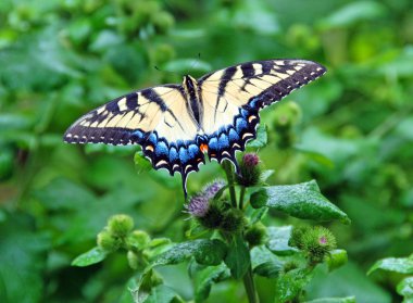 An Eastern Tiger Swallowtail clipart