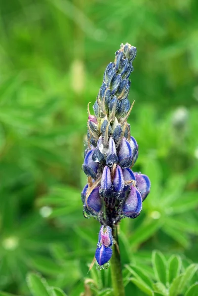 Lupine in the Dew — Stock Photo, Image