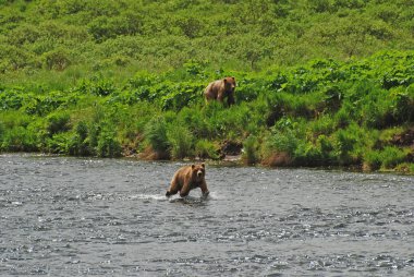 Two young Bears approaching a favorite fishing hole clipart