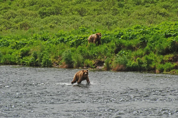 Två unga björnar närmar sig en favorit fisket hål — Stockfoto