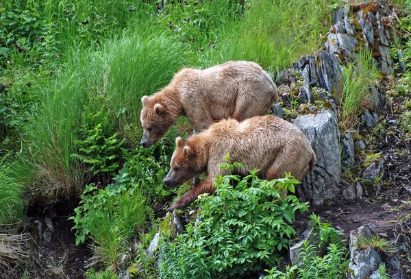 Broer beren stok samen — Stockfoto
