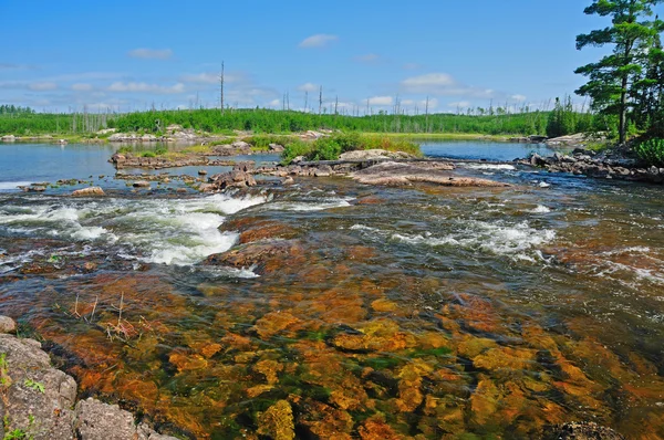 Vahşi doğada Rapids — Stok fotoğraf