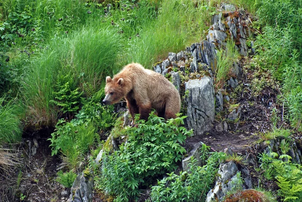 Ein junger Bär beobachtet eine Bedrohung. — Stockfoto