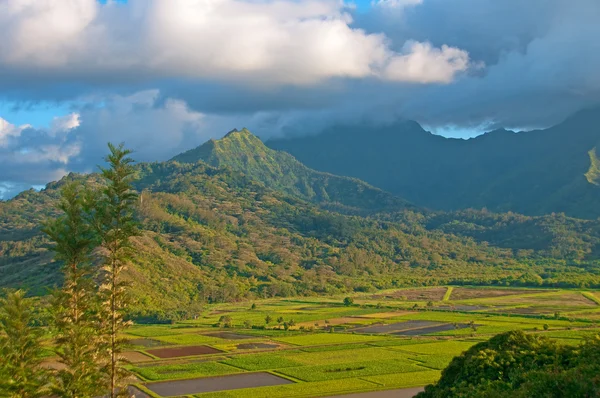 Mountains, clouds, and tropical fields — Stock Photo, Image