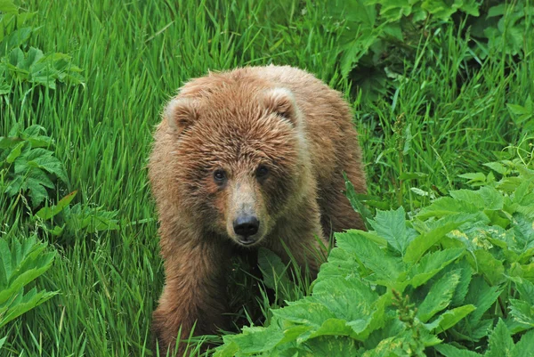 Um urso jovem na selva — Fotografia de Stock