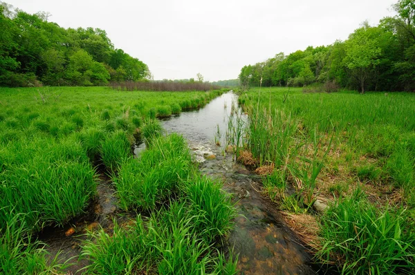 Зелений водно-болотних угідь у весну — стокове фото