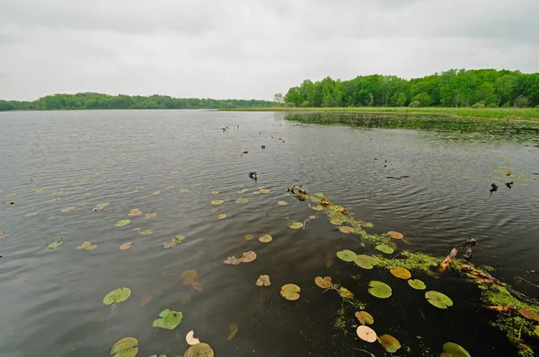 Μαξιλάρια κρίνων σε μια ήσυχη λίμνη — Φωτογραφία Αρχείου