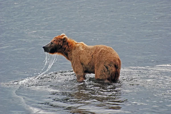 Grizzly sur l'île Kodiak — Photo