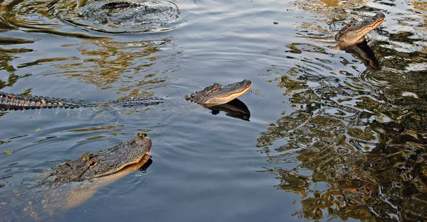 Alligatori nel Bayou — Foto Stock