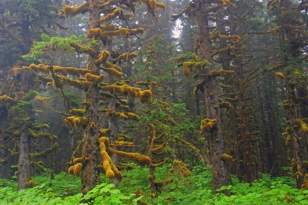 Fog, moss, and Sitka Spruce — Stock Photo, Image